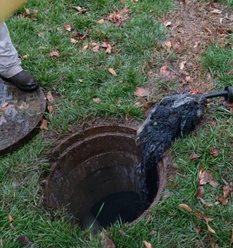Roots in sewer main
